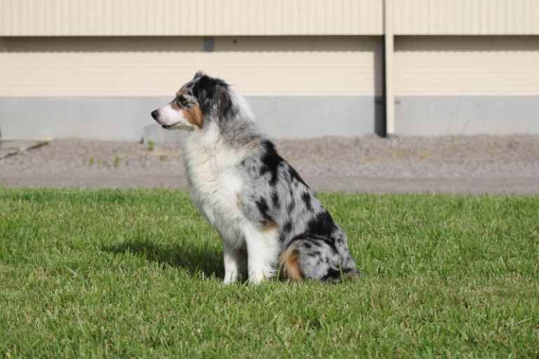 Salsa des mazellieres