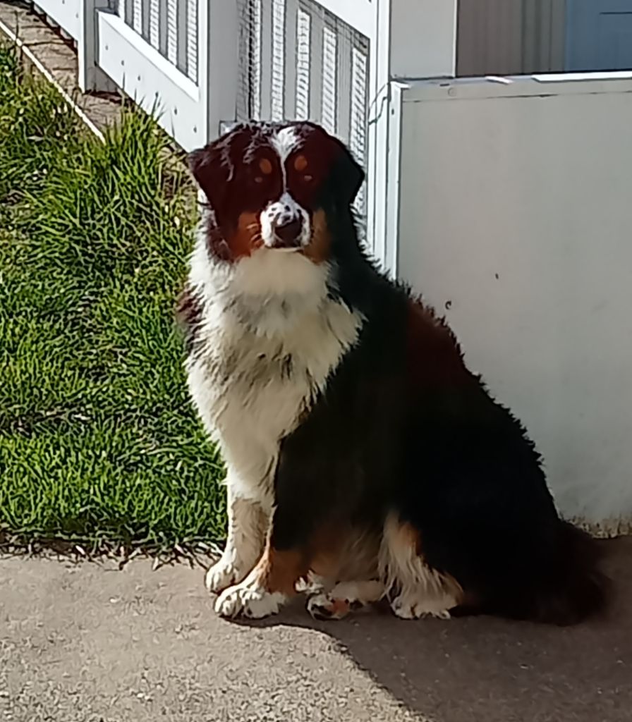 Undra D'amour de la barbottiere