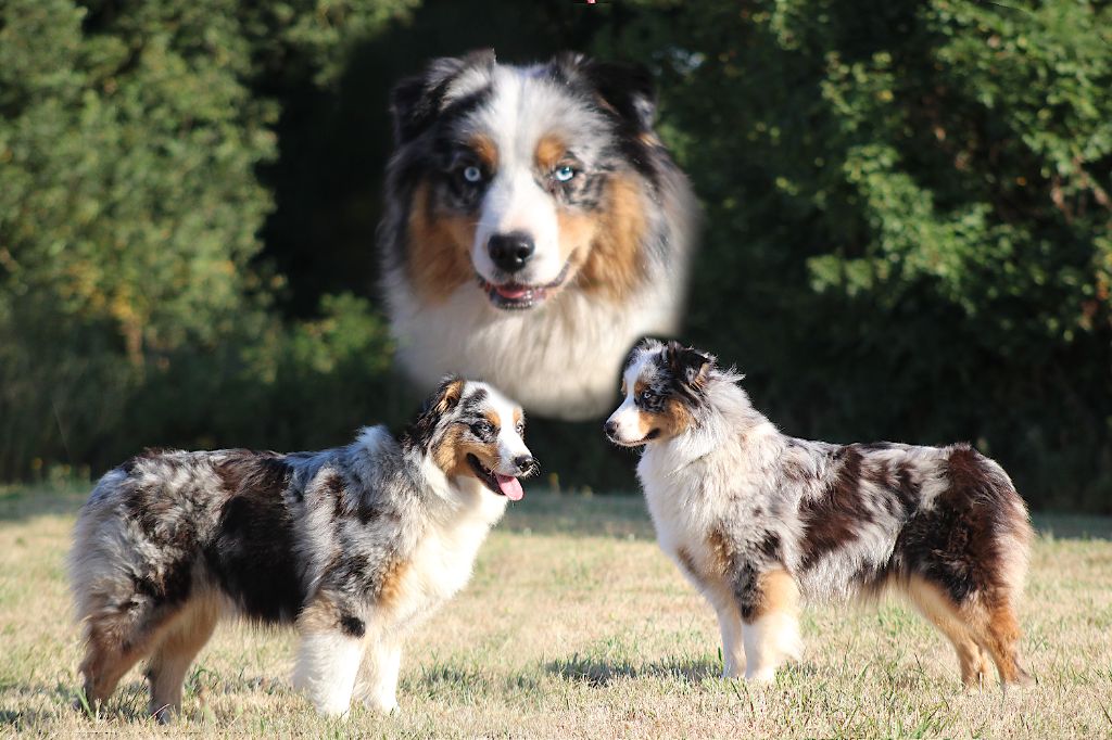 Unik Du Clan De Mackenzie