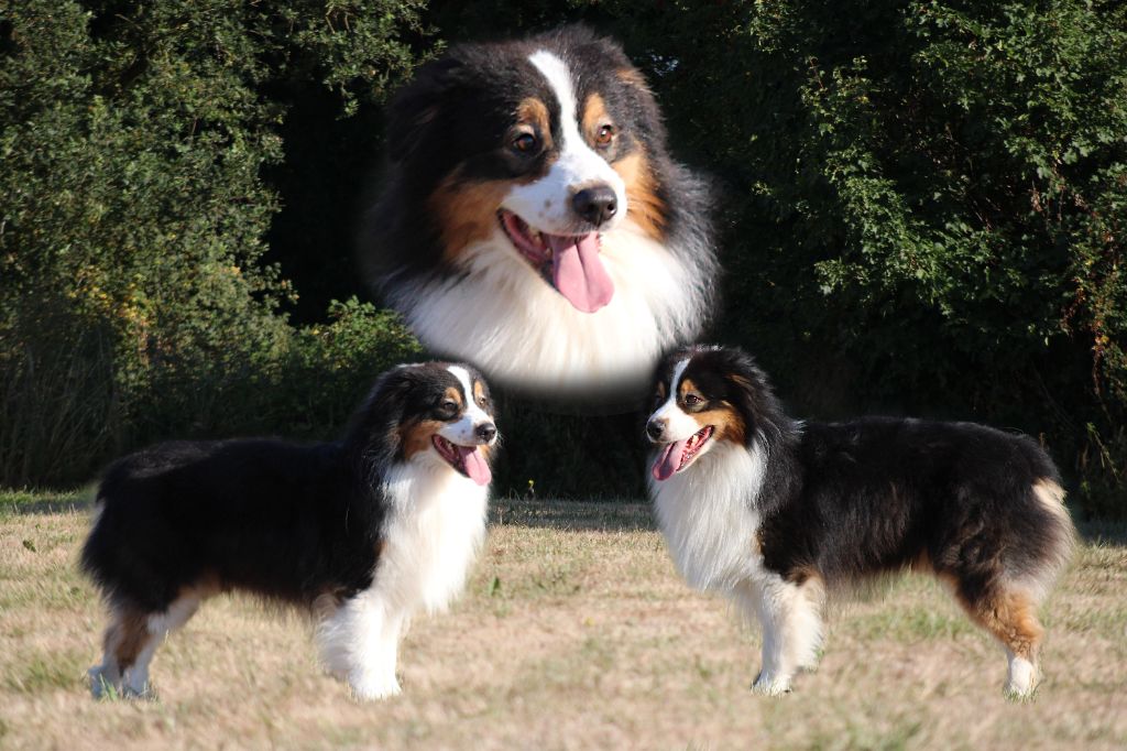 CH. Zimme zumm silver dream aussie's