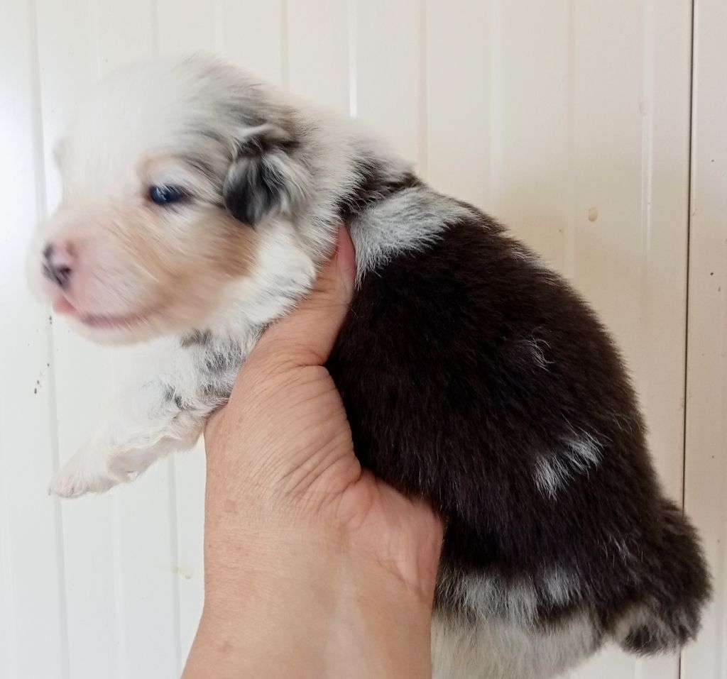 Heidi & Mickaël Bourget - Chiots disponibles - Berger Australien