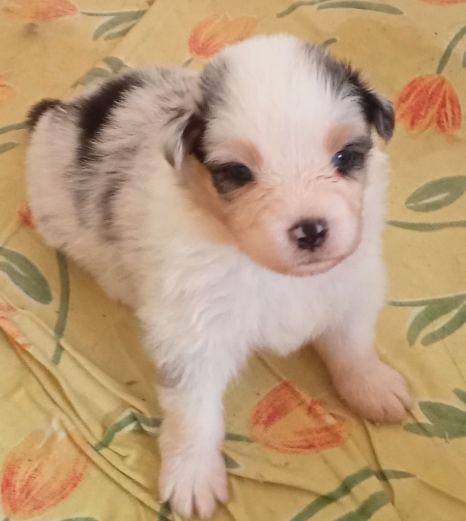 Heidi & Mickaël Bourget - Chiots disponibles - Berger Australien