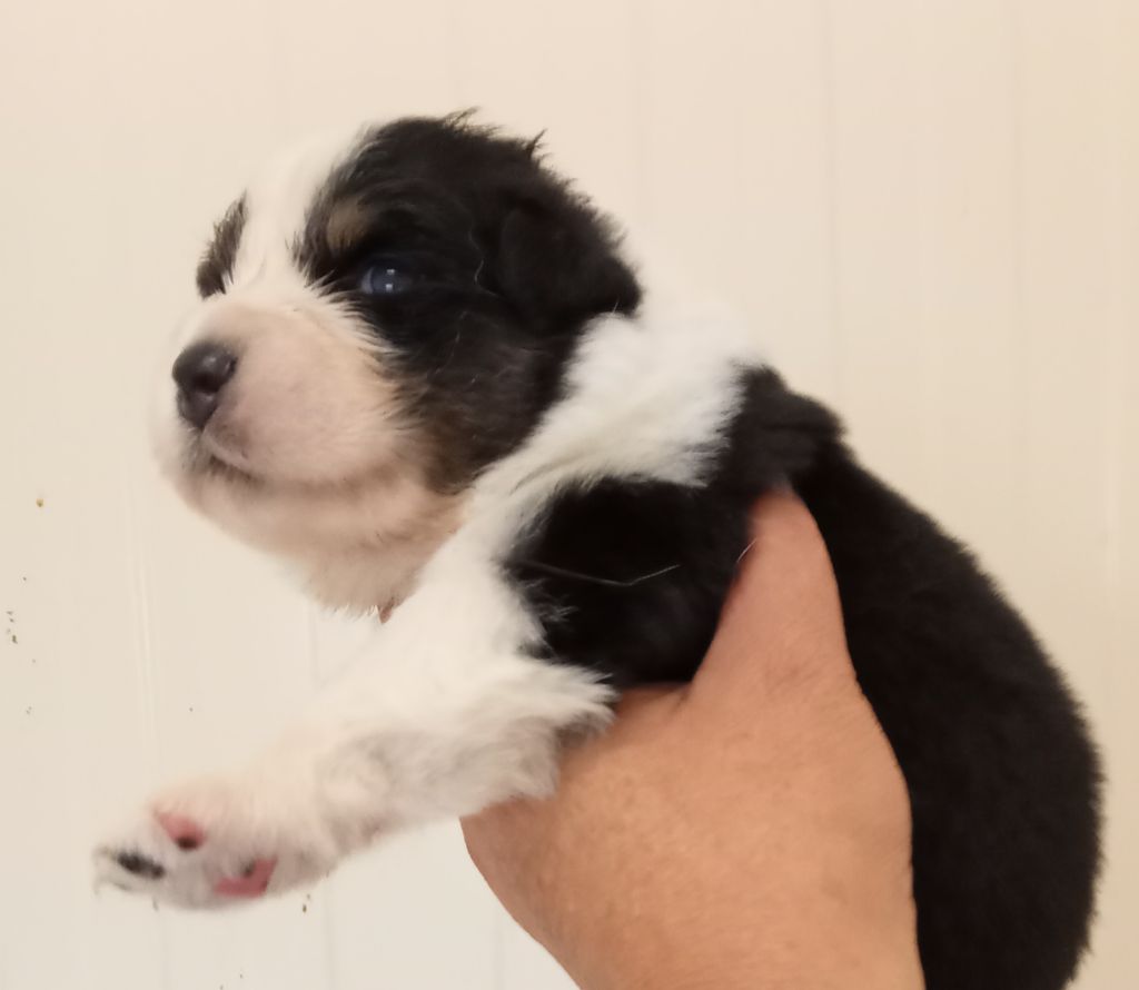 Heidi & Mickaël Bourget - Chiots disponibles - Berger Australien