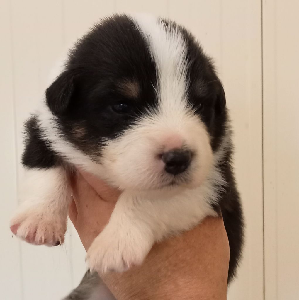 Heidi & Mickaël Bourget - Chiots disponibles - Berger Australien