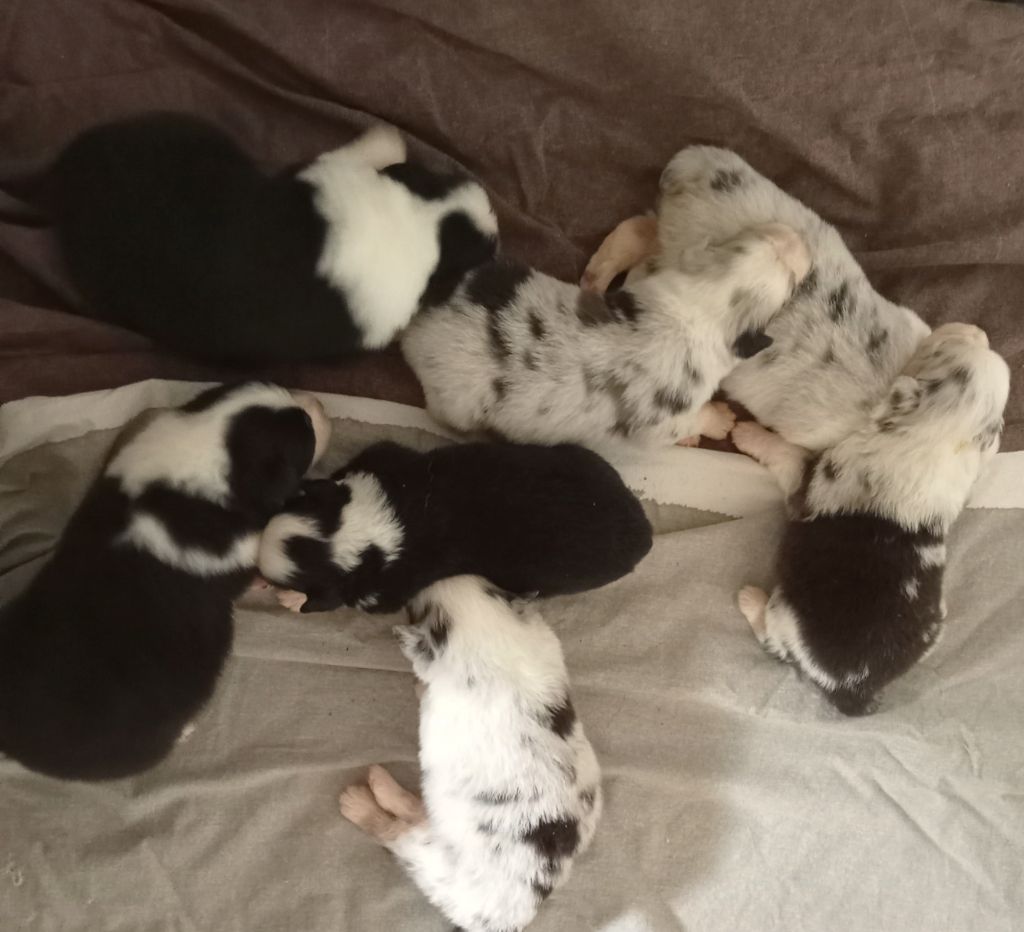 Heidi & Mickaël Bourget - Berger Australien - Portée née le 18/08/2025